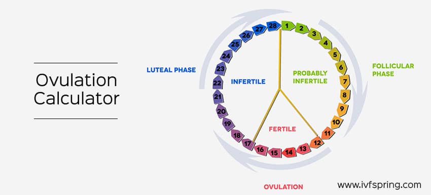 How to Calculate Ovulation And Safe Period in Women – Information Parlour